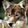 coywolf