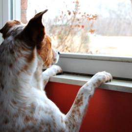 dog_1397094416