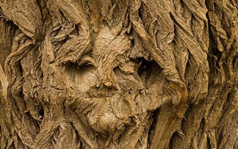 allies-2-resized_480x300_1623677569