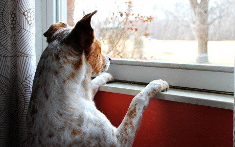 Self Guided Study Shamanism Classes